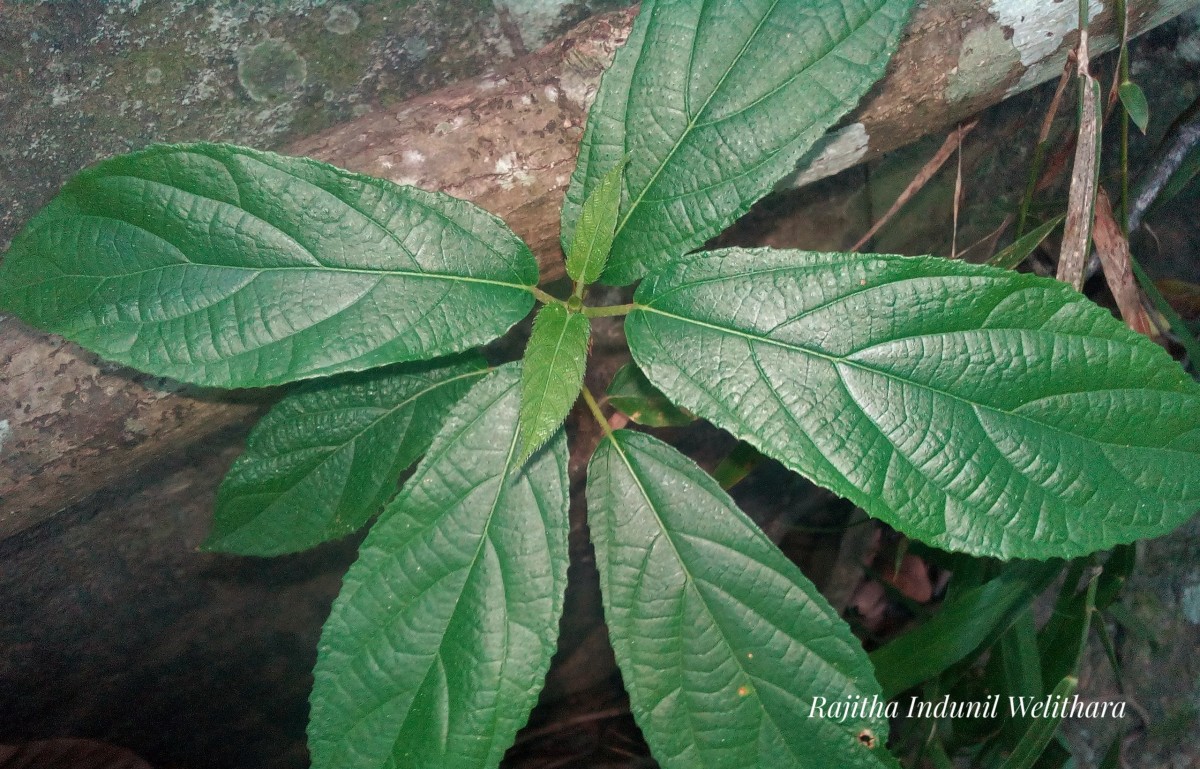 Ficus hispida L.f.